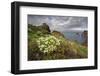 African Daisy (Arctotis Hybrids) Plant Flowering on Cliff Top, Ponta De Sao Lourenco, Madeira-Radisics-Framed Photographic Print