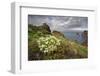 African Daisy (Arctotis Hybrids) Plant Flowering on Cliff Top, Ponta De Sao Lourenco, Madeira-Radisics-Framed Photographic Print