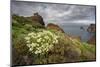 African Daisy (Arctotis Hybrids) Plant Flowering on Cliff Top, Ponta De Sao Lourenco, Madeira-Radisics-Mounted Photographic Print