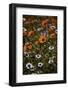 African daisy (Gousblom) (Arctotis hirsuta), white African daisy, Cape rain-daisy (Witbotterblom) (-James Hager-Framed Photographic Print