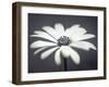 African Daisy in Focus-Assaf Frank-Framed Giclee Print