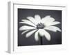 African Daisy in Focus-Assaf Frank-Framed Giclee Print