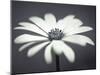 African Daisy in Focus-Assaf Frank-Mounted Giclee Print