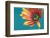 African daisy ll-Heidi Westum-Framed Photographic Print