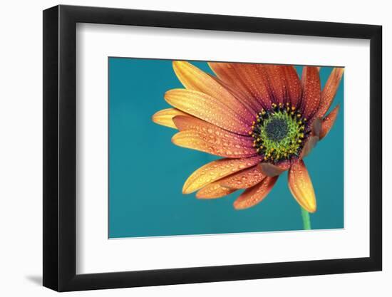 African daisy ll-Heidi Westum-Framed Photographic Print