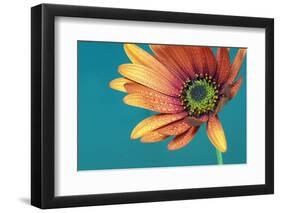 African daisy ll-Heidi Westum-Framed Photographic Print