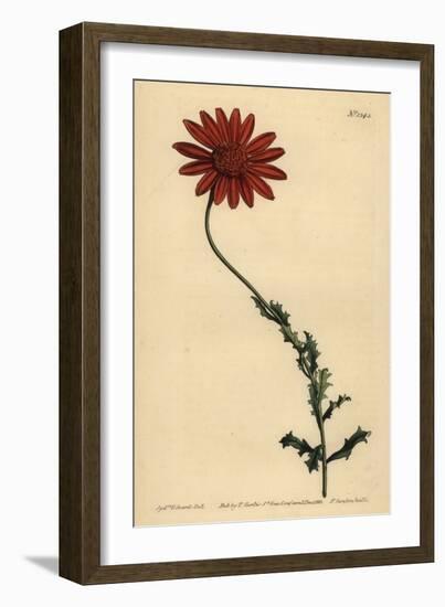 African Daisy or Clammy Arctotis, Arctotis Glutinosa-Sydenham Teast Edwards-Framed Giclee Print