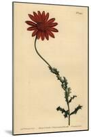 African Daisy or Clammy Arctotis, Arctotis Glutinosa-Sydenham Teast Edwards-Mounted Giclee Print