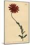 African Daisy or Clammy Arctotis, Arctotis Glutinosa-Sydenham Teast Edwards-Mounted Giclee Print