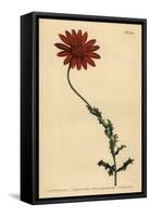 African Daisy or Clammy Arctotis, Arctotis Glutinosa-Sydenham Teast Edwards-Framed Stretched Canvas