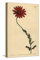 African Daisy or Clammy Arctotis, Arctotis Glutinosa-Sydenham Teast Edwards-Stretched Canvas