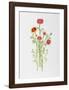 African Daisy-Marion Sheehan-Framed Collectable Print