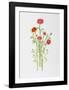 African Daisy-Marion Sheehan-Framed Collectable Print