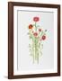 African Daisy-Marion Sheehan-Framed Collectable Print