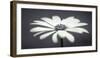 African Daisy-Assaf Frank-Framed Giclee Print