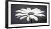 African Daisy-Assaf Frank-Framed Giclee Print