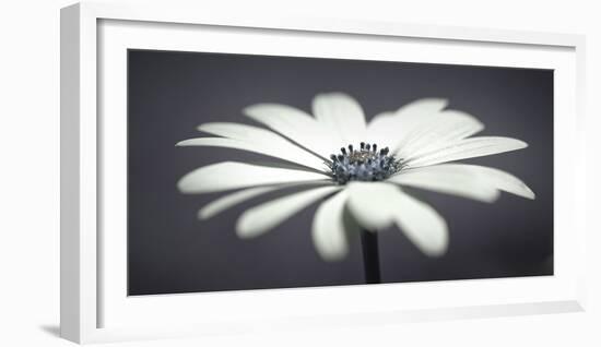 African Daisy-Assaf Frank-Framed Giclee Print