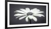 African Daisy-Assaf Frank-Framed Giclee Print