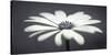 African Daisy-Assaf Frank-Stretched Canvas