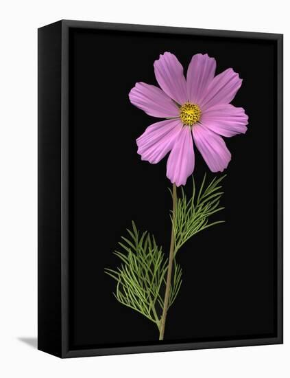 African Daisy-null-Framed Stretched Canvas