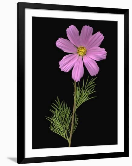 African Daisy-null-Framed Premium Photographic Print