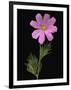 African Daisy-null-Framed Premium Photographic Print