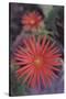 African Daisy-DLILLC-Stretched Canvas