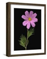 African Daisy-null-Framed Photographic Print