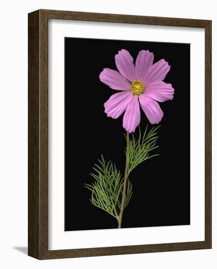 African Daisy-null-Framed Photographic Print