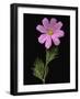 African Daisy-null-Framed Photographic Print