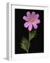 African Daisy-null-Framed Photographic Print