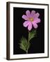 African Daisy-null-Framed Photographic Print