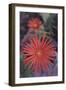 African Daisy-DLILLC-Framed Photographic Print