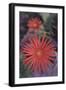 African Daisy-DLILLC-Framed Photographic Print