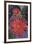 African Daisy-DLILLC-Framed Photographic Print