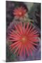 African Daisy-DLILLC-Mounted Photographic Print