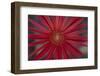 African Daisy-DLILLC-Framed Photographic Print