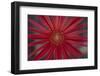 African Daisy-DLILLC-Framed Photographic Print