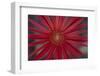 African Daisy-DLILLC-Framed Photographic Print