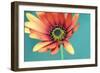 African daisy-Heidi Westum-Framed Photographic Print