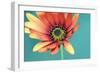 African daisy-Heidi Westum-Framed Photographic Print