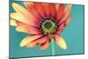 African daisy-Heidi Westum-Mounted Photographic Print