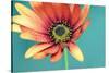 African daisy-Heidi Westum-Stretched Canvas