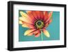 African daisy-Heidi Westum-Framed Photographic Print