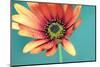 African daisy-Heidi Westum-Mounted Photographic Print