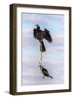 African darter (Anhinga rufa), Chobe River, Botswana, Africa-Ann and Steve Toon-Framed Photographic Print