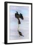 African darter (Anhinga rufa), Chobe River, Botswana, Africa-Ann and Steve Toon-Framed Photographic Print