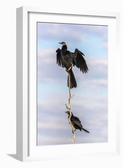 African darter (Anhinga rufa), Chobe River, Botswana, Africa-Ann and Steve Toon-Framed Photographic Print