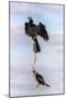 African darter (Anhinga rufa), Chobe River, Botswana, Africa-Ann and Steve Toon-Mounted Photographic Print