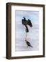 African darter (Anhinga rufa), Chobe River, Botswana, Africa-Ann and Steve Toon-Framed Photographic Print